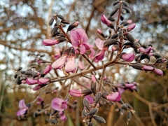 Dalbergieae