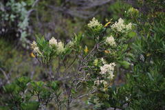 Olea capensis capensis