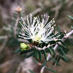Melaleuca cuticularis