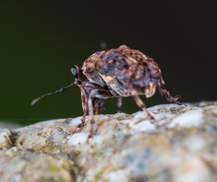 Exechesops