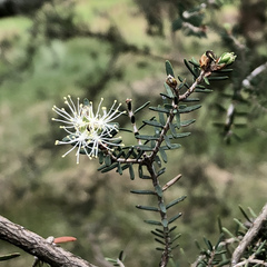 Melaleuca cuticularis