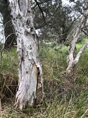 Melaleuca cuticularis
