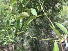 Clematicissus opaca