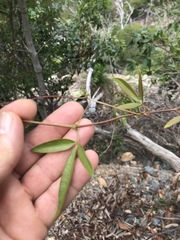 Clematicissus opaca