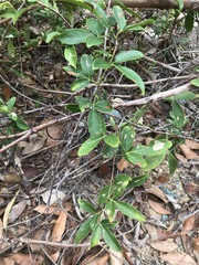 Clematicissus opaca