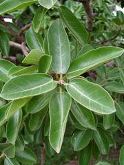 Ficus stuhlmannii image