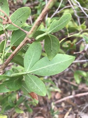 Clematicissus opaca