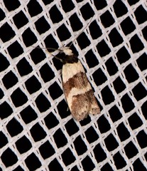 Eulechria triferella