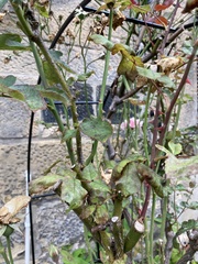Dermateaceae
