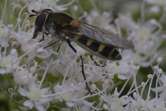 Melangyna labiatarum