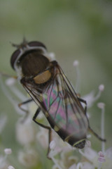 Melangyna labiatarum