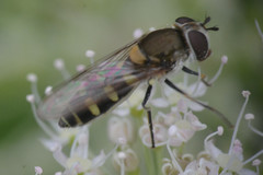 Melangyna labiatarum