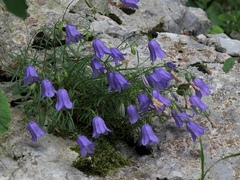 Campanula tanfanii