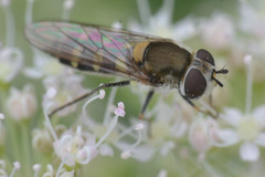 Melangyna labiatarum