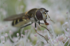 Melangyna labiatarum