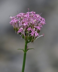 Centranthus angustifolius