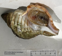 Neptunea decemcostata