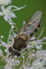 Melangyna labiatarum