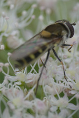 Melangyna labiatarum