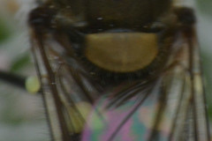 Melangyna labiatarum