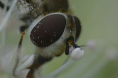 Melangyna labiatarum