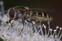 Melangyna labiatarum