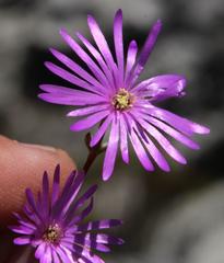 Lampranthus falcatus