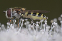 Melangyna labiatarum