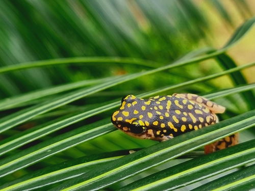 Common Reed Frog