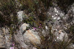 Lampranthus falcatus