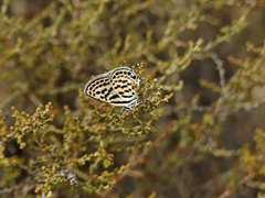 Tarucus theophrastus