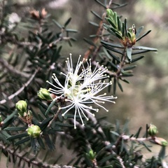 Melaleuca cuticularis