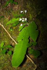 Streptocarpus parviflorus