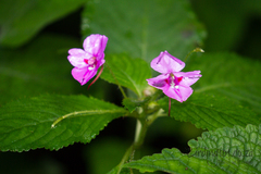 Impatiens sylvicola