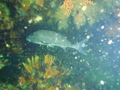 Chirodactylus grandis