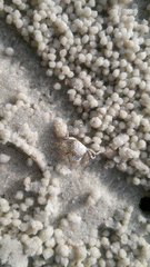 Dotilla wichmanni