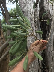 Parsonsia plaesiophylla