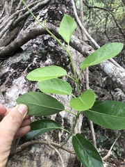Parsonsia plaesiophylla