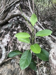 Parsonsia plaesiophylla