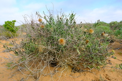 Pteronia onobromoides