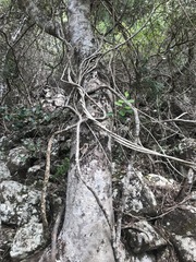 Parsonsia plaesiophylla