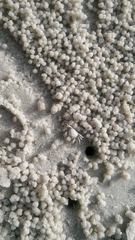 Dotilla wichmanni