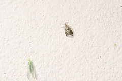 Tegostoma comparalis