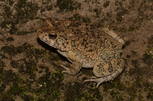 Hallowell's Toad