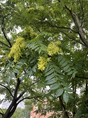 Ailanthus altissima