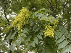 Ailanthus altissima