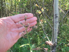 Saussurea parviflora