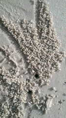 Dotilla wichmanni
