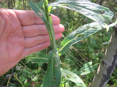 Saussurea parviflora