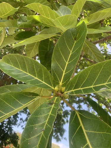 Ficus lutea image